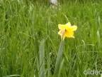 A zase daffodils - bývajú tu snáď niekde nejaké-tie víly?