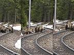 Tatranské medvede opäť na prechádzke