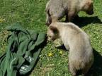 Zásahový tím pre medveďa hnedého sa rozšíri aj o dobrovoľníkov spomedzi domácich
