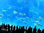Návštevníci druhého najväčšieho morského akvária na svete boli v šoku