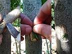 Očkovanie ako metóda štepenia stromov