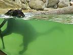 Jaguáre Dany a Yuna si užívajú spolu vodu (Zoo Zlín)