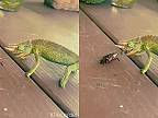 Chameleón vs. šváb