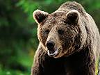 Oficiálne stanovisko poľovníckej komory ku klamstvám Budaja o medveďovi