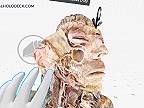 Dissection Master XR - kompletné ľudské telo vo virtuálnej realite