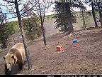 Medveď grizly trošku prevetral divé kone v kanadskej Alberte