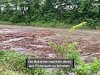 Blesková povodeň rozvodnila švajčiarsku rieku Emme