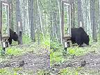 Reakcia medveďa na zrkadlo v lese