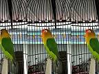 Papagáj predvádza, čo sa naučil od majiteľa