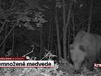 Premnožené medvede vnikajú do dedín. Obec zboj v slovensko-ukrajinskom pohraničí