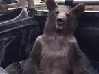 Mladý medveď zožral halucinogénny med, stratil vedomie a skončil u zverolekára