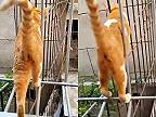 Mačka slalomuje pomedzi tyče v plote