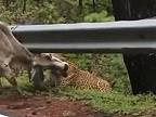 Leopard indický zaútočil na (ne)posvätné zviera (Pakistan)