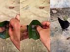 Jednoduchá pasca na hydinu vyrobená z listu, špáradiel a návnady