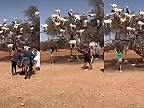 V Maroku sa kozy pasú na stromoch.