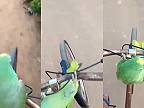 Nemá motorku, no má bicykel a papagája!