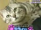 Srandovná japonská mačka
