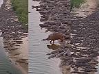 Kapybara močiarna má stovky kajmanov „na háku“