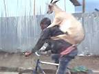 Keď si na trhu kúpiš kozu a vezieš si ju domov