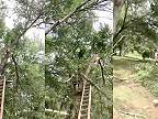Amatérsky pilčík si trúfol na vysoký strom