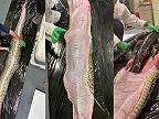 5,5-metrový pytón barmský skrýval v žalúdku 1,5 m dlhého aligátora (Florida)