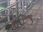 Psa si zobrali „do parády“ dve opice (India)