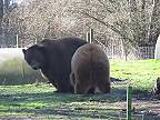 Medveď grizly vyzerá pri kodiakovi ako mláďa