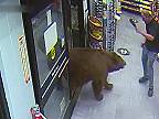 Ako 200 kg ťažký medveď baribal „nakupoval“ sladkosti