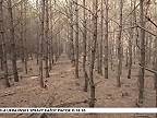 Zdravý les. Zalesnenie, zdevastovaných plôch, erózia pôdy. Pôdoochranná funkcia