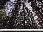 Zdravý les. Lesné semenárstvo, lesné škôlky, prirodzená a umelá obnova lesa