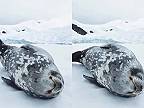 Aké zvuky vydáva spiaci tuleň?