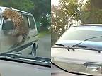 Keď sa autom pohybuješ v území leoparda, maj radšej zavreté okná!
