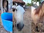 Brazílčan má doma koňa, ktorý sa vie jašiť ako pes