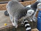 Lemury kata v kontaktnej zoo v Los Cristianos