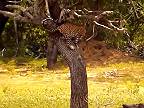 Leopard sa musel pred divými sviňami vyškriabať na strom, uchmatol si však snack