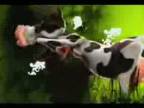 Crazy cow song