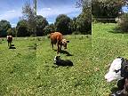 Keď vidíš kravu hrabať prednými nohami, nechaj ju radšej na pokoji!