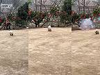 Petardy a čínsky raketový pes