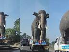 Náš slon je už za tie roky zvyknutý cestovať!