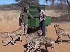 Kŕmenie gepardov v privátnej prírodnej rezervácii v Afrike