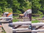 Medveď Yogi takto zobudil turistu, ktorému trčali nohy zo stanu