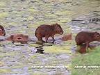 Kapybara expres