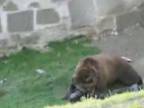 Útok medveďa v zoo