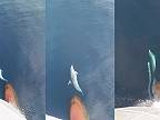 Delfín si užíva vlnu, ktorú vytvára čelová buľva nákladnej lode