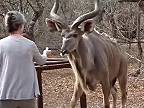 Kŕmiť divokú antilopu zvanú „kudu veľký“ nie je dobrý nápad