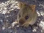 Roztomilá vtipná Quokka- 4