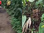 Počas chôdze cez džungľu natrafili na pumu