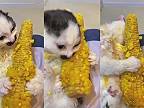 Mačke neskutočne chutí kukurica