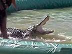 Ďalší šialenec, čo zápasil v bazéne s aligátorom