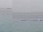 Žralok zožral ruského dovolenkára v Egypte (DRSNÉ ZÁBERY)